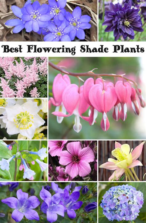 I've picked the 14 best shade plants for the home, no matter where you life. Best Flowering Plants For Shaded Areas | TcWorks.Org