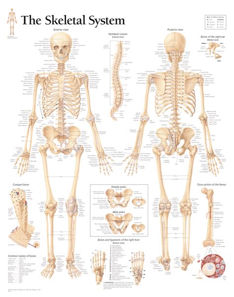 The Skeletal System | Scientific Publishing