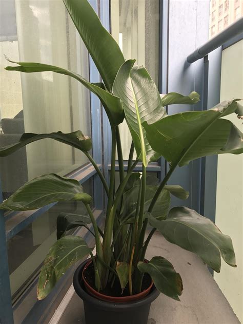 How can you spend more time with them starting today? Ask a Question forum: Does this bird of paradise plant ...