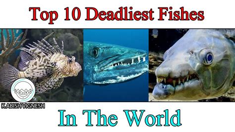 Top 10 Deadliest Fishes In The World Media Kirrukan Youtube