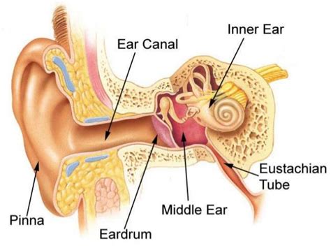 In vertebrates, the inner ear is mainly responsible for sound detection and balance.1 in mammals, it consists of the bony labyrinth, a hollow cavity in the temporal bone of the skull with a system of passages comprising. Hearing Loss Barrington IL, Specialty Care Institute
