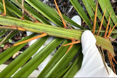 Take The Sting Out Of Handling Palm Fronds Gold Coast Health