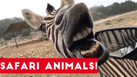 The Cutest Safari Animals Home Video Bloopers Of 2017