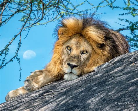 Scientists Have Used Genome Sequencing Of Lions To Reveal The