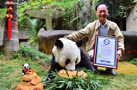 Worlds Oldest Living Panda In Captivity Celebrates 37th Birthday