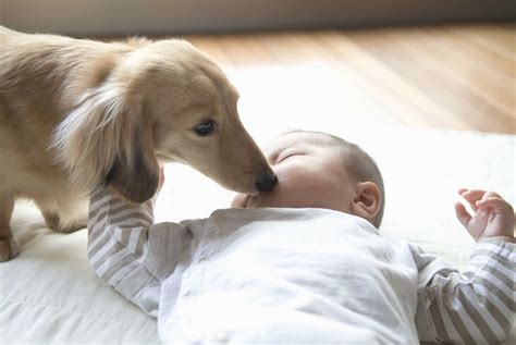 最も共有された！ √ 犬 赤ちゃん 優しい なぜ 219351 犬 赤ちゃん 優しい なぜ Kabehpictjp