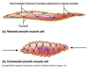Smooth muscle (textus muscularis levis) smooth muscle is a type of tissue found in the walls of hollow organs, such as the intestines, uterus and stomach. Histology of smooth (involuntary) muscle | Organ system ...