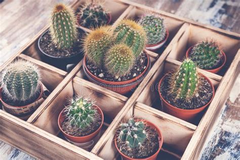 Close Up Cacti In Wooden Box Photo Of Various Types Of Cacti Image