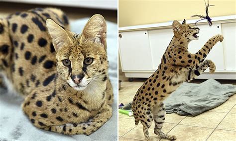 Police Capture Huge African Big Cat That Looks Like A Small Cheetah