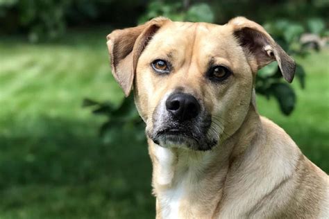 Black Mouth Cur Lab Mix A Complete Guide To A Designer Dog