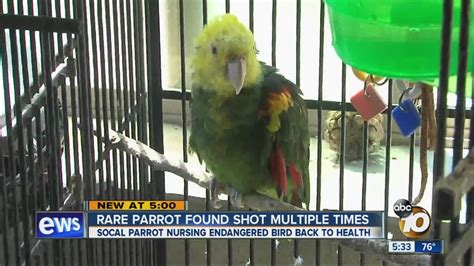 Rare Parrot Found Shot Several Times Youtube