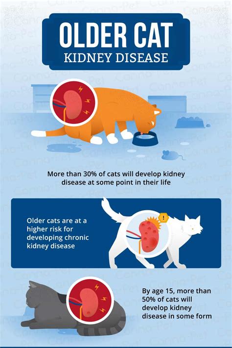 Chronic Kidney Disease In Cats Treatment Ph
