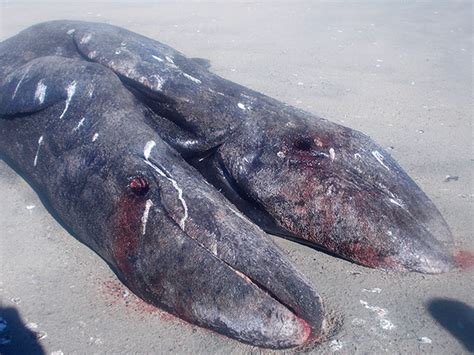 Whales Killed By Strandings And People Across The