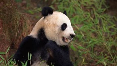 The Organizations That Protect Giant Pandas Synonym