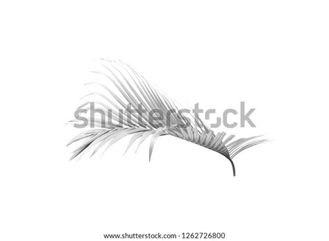 Black Palm Leaf Isolated On White Stock Photo 1262726800 Shutterstock