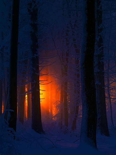 Winter Forest At Sunrise Winter Sunrise Wonders Of The World Sunrise
