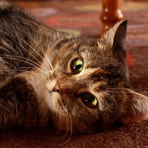 Cats have their own patrons: How to Get Rid of Dog Pee Smell on a Wood Floor | Cat ...