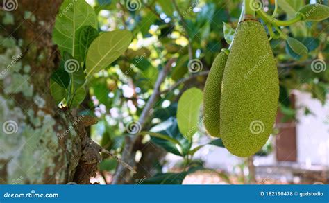 Jackfruit Small Jackfruit On Jackfruit Tree Stock Photography