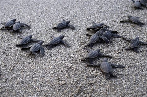 Nesting Season Sea Turtle Hospital