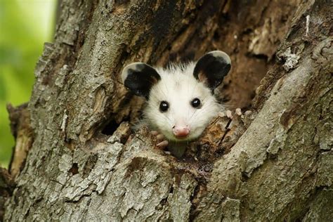 15 Incredibly Cute Photos Of Possums And Opossums