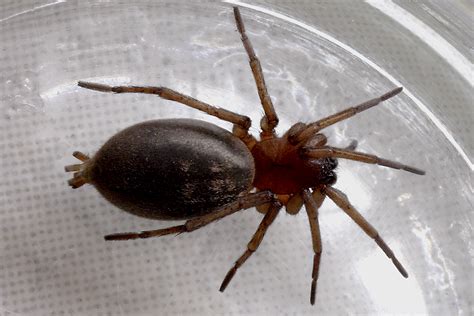 Die große winkelspinne (tegenaria atrica), auch als hausspinne bekannt, zählt innerhalb der familie der trichterspinnen. Winkelspinne? Foto & Bild | tiere, wildlife, spinnen ...