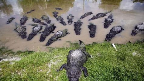 Alligator Attacks Rare In Florida But Nuisance Gator Numbers On Rise