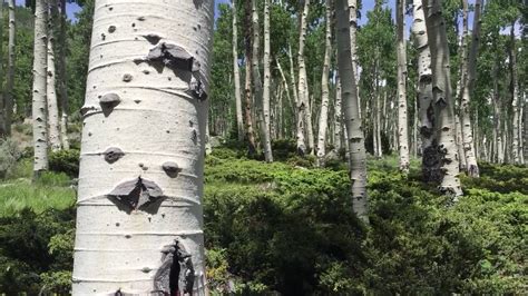Meet Pando The Trembling Giant—the Worlds Oldest Living Organism