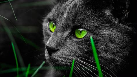 Black Cat With Green Eyes Hd Cat Wallpapers Hd Wallpapers Id 58106
