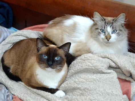 My Siamese Snowshoe And My Fluffy Lynx Point Cross They Are The