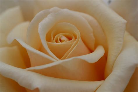 Cream Rose Petals Free Photo Download Freeimages
