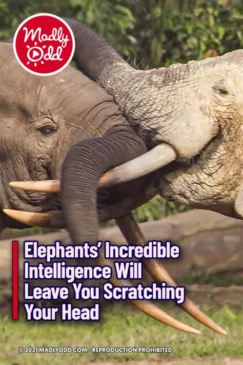 Pin Elephants Incredible Intelligence Will Leave You Scratching Your