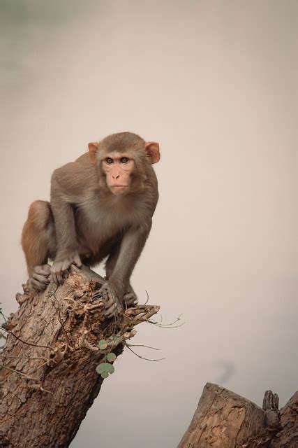Monkey Macaque Primate Free Photo On Pixabay Pixabay