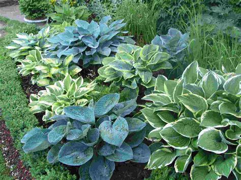 Hostas Spring Fall Foliage Variety Of Greens And Textures Shade
