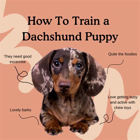 How To Train A Dachshund Puppy The Ultimate Guide 8 Week Guide On