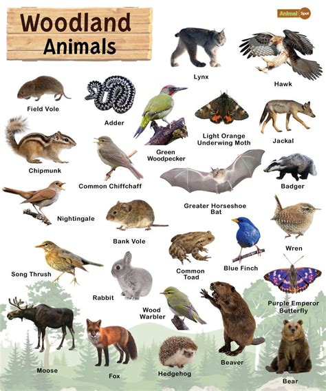 Woodland Animals List And Facts With Pictures