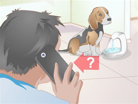 \\to provide the highest quality veterinary care for our patients and the best service for our clients. How to Feed an Older Dog with Kidney Disease: 15 Steps