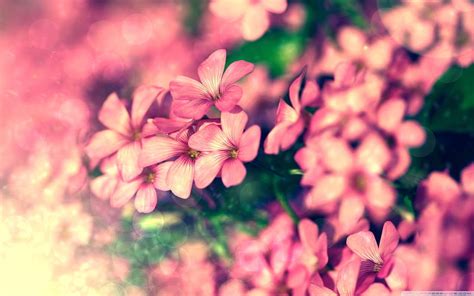 Tiny Pink Flowers Beautiful Flowers Hd Wallpaper Peakpx