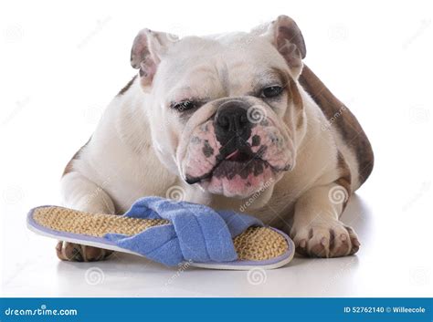 Puppy Chewing Slipper Stock Photo Image Of Pampered 52762140