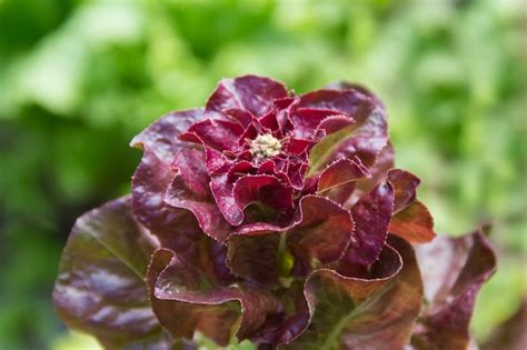 Premium Photo Detail Of Purple Lettuce Flower In The Organic Garden