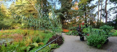 Angelegt wurde er im jahr 1763 durch samuel gustav wilke als arzneimittelgarten. Herbststimmung im Arboretum des Botanischen Gartens ...