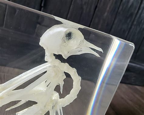 Large Bird Skeleton In Resin Pigeon Skeleton Real Animal Skeleton In