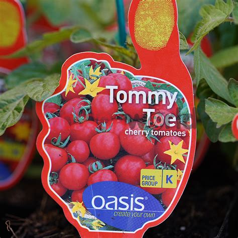 Tomato Tommy Toe 10cm Tomatoes Garden World Nursery