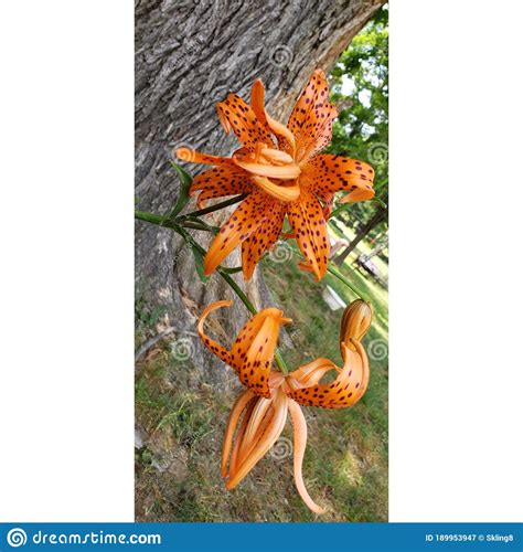 Orange Tiger Lilies Stock Image Image Of Wildflower 189953947