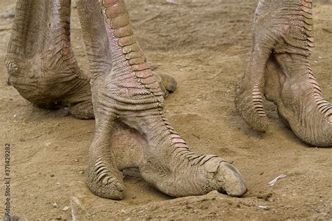 Ostrich Leg On Sand Close Up Foot On Floor Stock Photo Adobe Stock