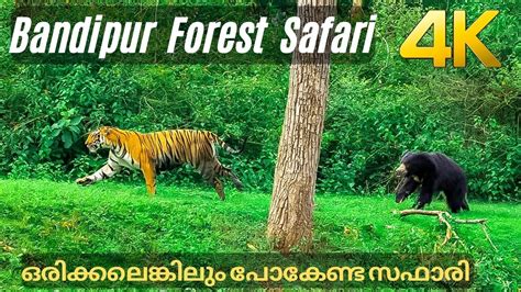 Bandipur Tiger Safari 4k Youtube