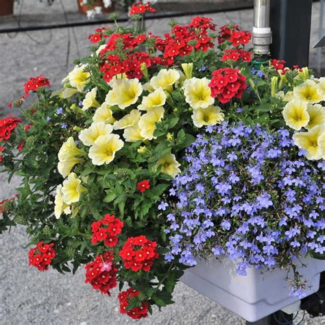 Shop our range of annual flowers at warehouse prices from quality brands. Americana Annual Plant Combination | Container flowers ...