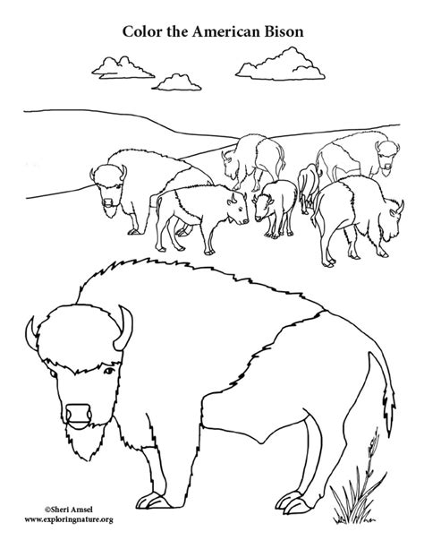 Bison Herd Coloring Page