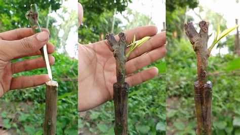 Mango Grafting Technique With Result 100successful Mango Trees Youtube