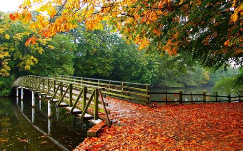 Nature Landscape Leaves Fall Trees Bridge Walkway River