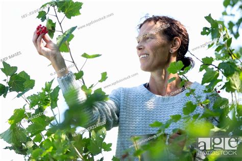 Woman Picking Redcurrants Stock Photo Picture And Royalty Free Image